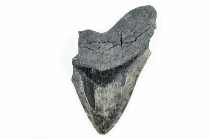 Partial, Fossil Megalodon Tooth - Serrated Blade #170601